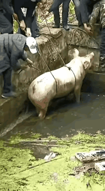 几个男子是把一头猪弄上来，把猪用绳子捆绑好，可戴帽子的男子太狠了，用铁沟直接沟住