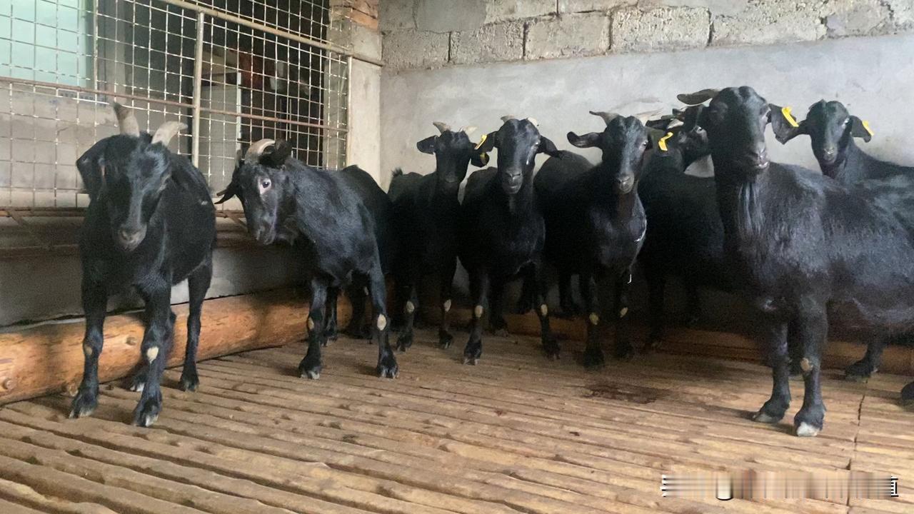 若需接种，选孕中期（怀孕2-3个月） ，且要挑晴朗天气，疫苗剂量按说明来，接种后