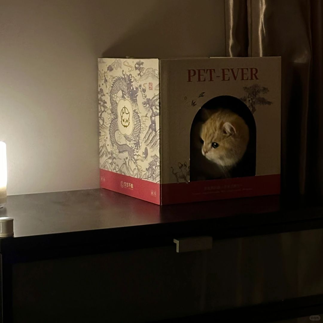 小猫咪安全屋🏠