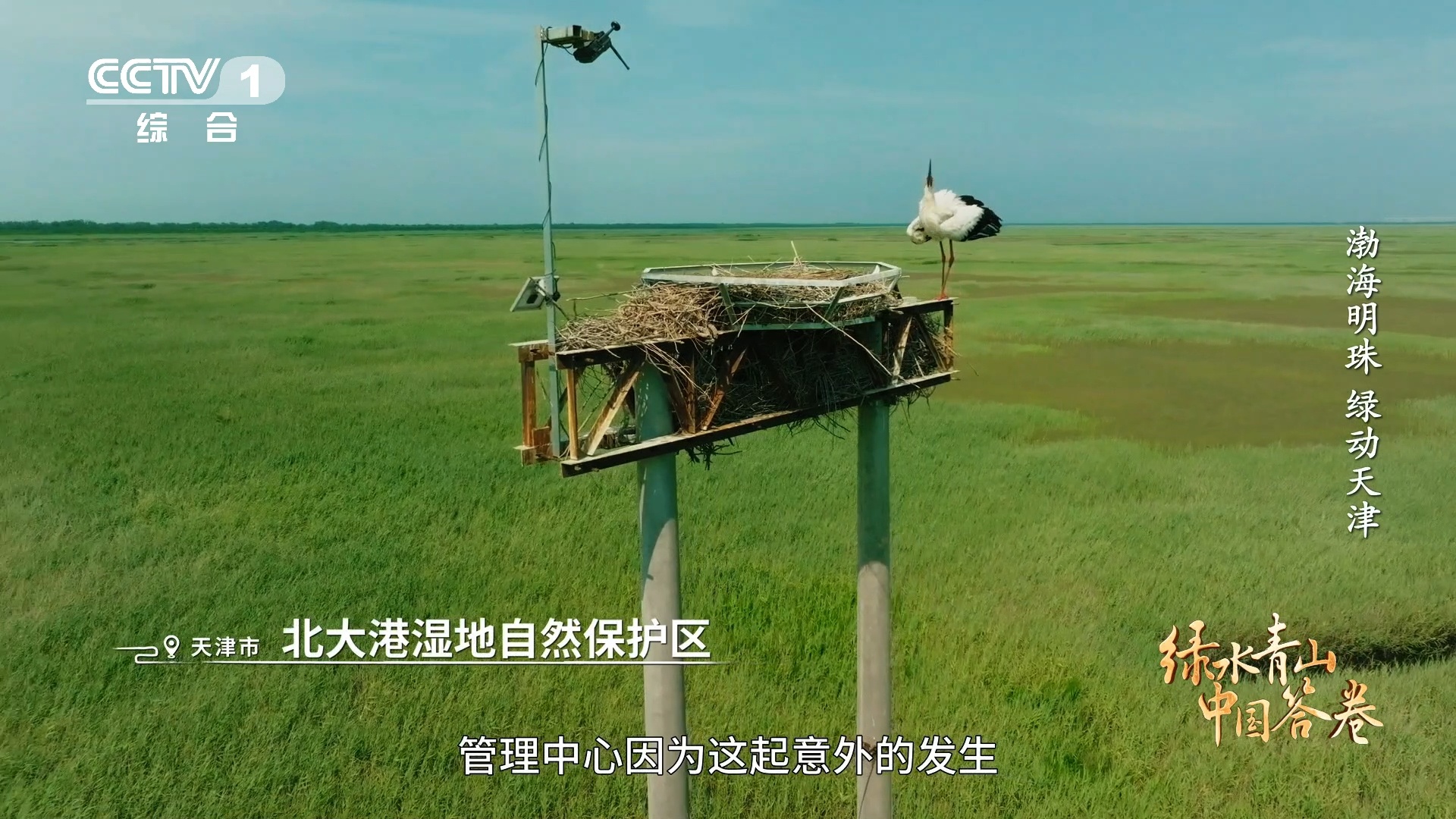 天津的东方白鹳住空中别墅北大港湿地22个人工巢配红外，抗风改造后，幼鸟再也不怕被