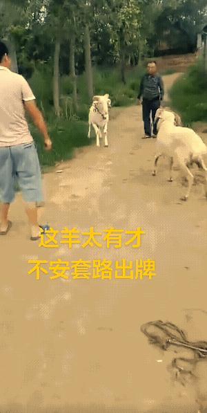 老头没有想到，它竟然怼向了他。
也是，只要不是队友，他就是对手，干！就是了。
擒