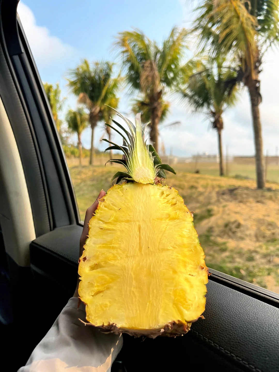 听说海南椰子树上会长出凤梨