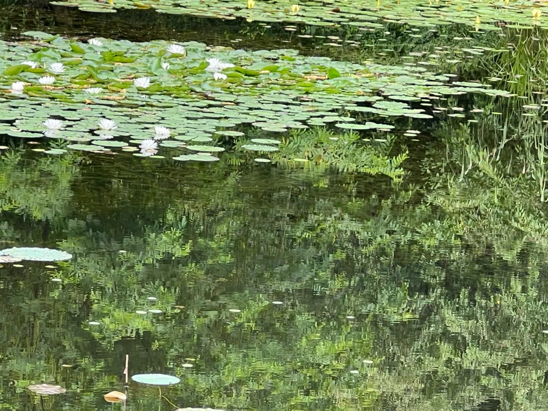 路过小池塘，看一看水草，看一看夏雨荷，还有水面上映出的天空倒影，很美。 