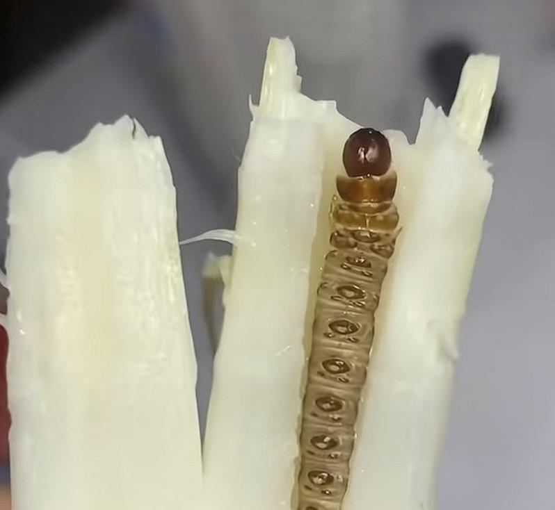 一根虫子被夹在两根香蕉中间。