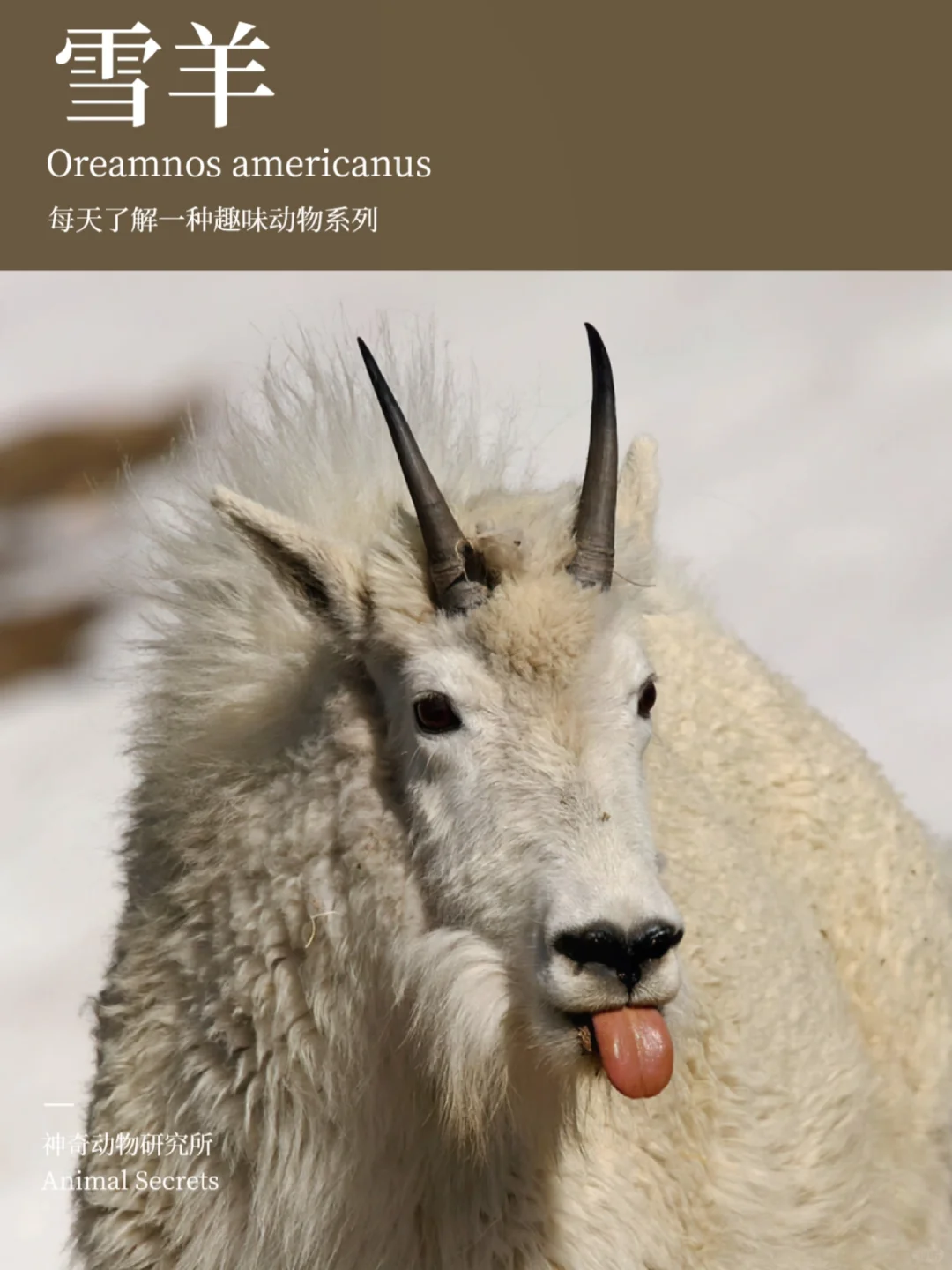 每天了解一种趣味动物👀雪羊