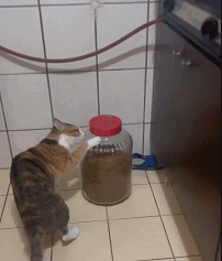 这比猴还精吧
