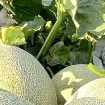 哈密瓜的种植方法:一、播种育苗哈密瓜通过种子育苗，在种植前要先进行育苗。选用优质