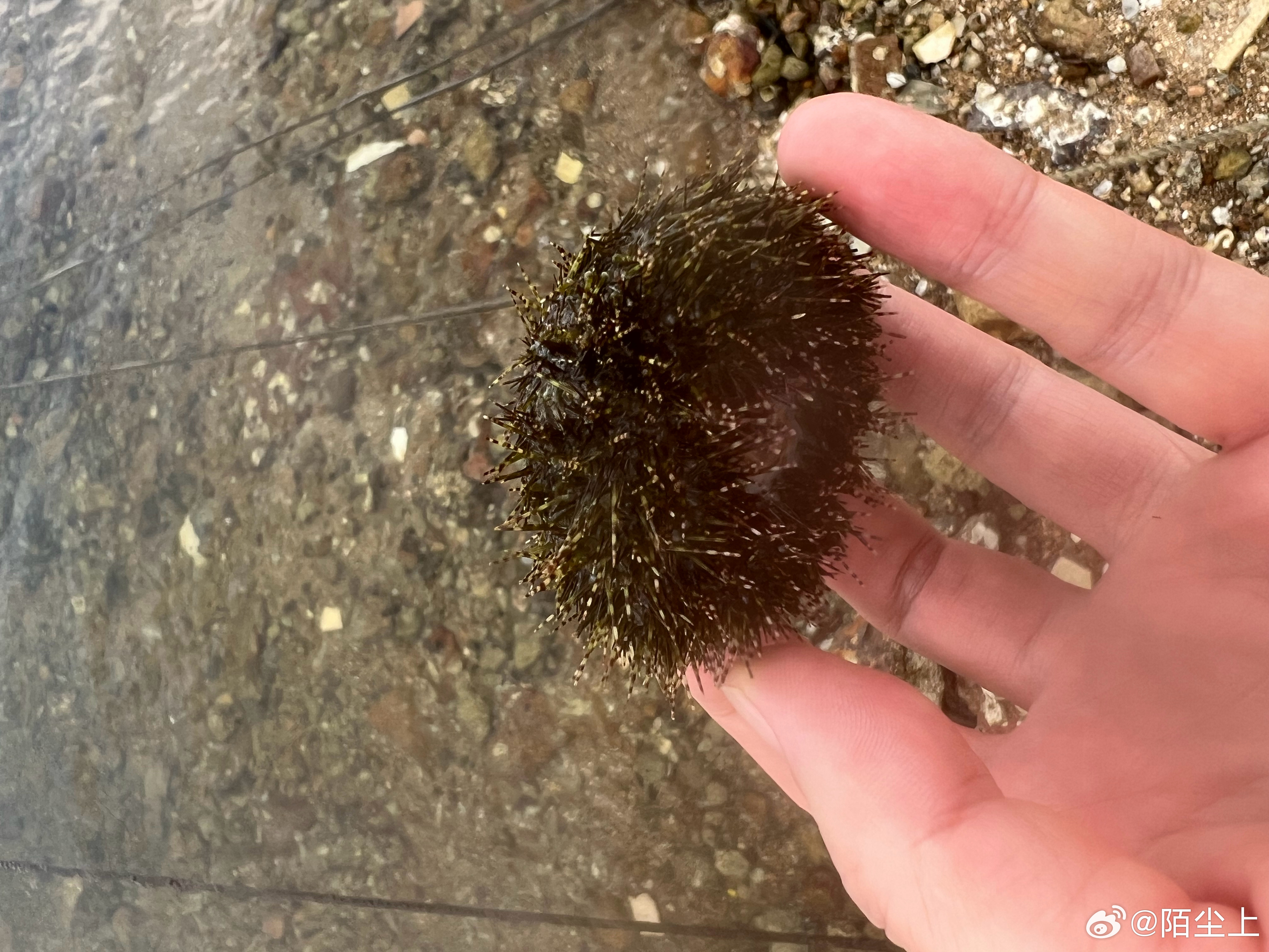 捡到一只海胆，活着的，给放生了， 
