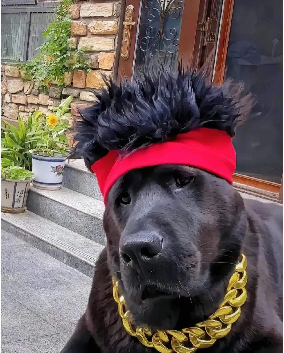 这狗子，很像一个明星，叫什么来着？