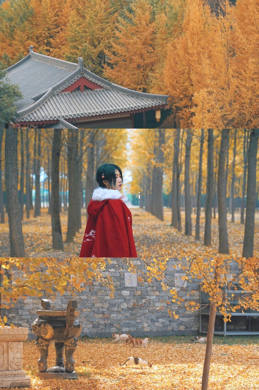 「一到秋天，西安便成了长安」🍂秋色攻略