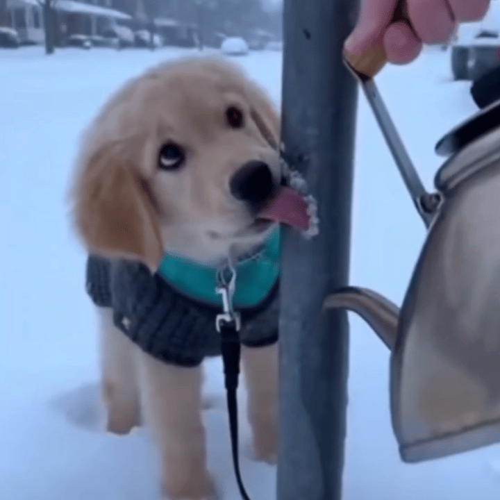 不知道这么冷的天这只狗狗为什么非要去舔这冰冷的钢管？这钢管真的有那么大的魅力吗？