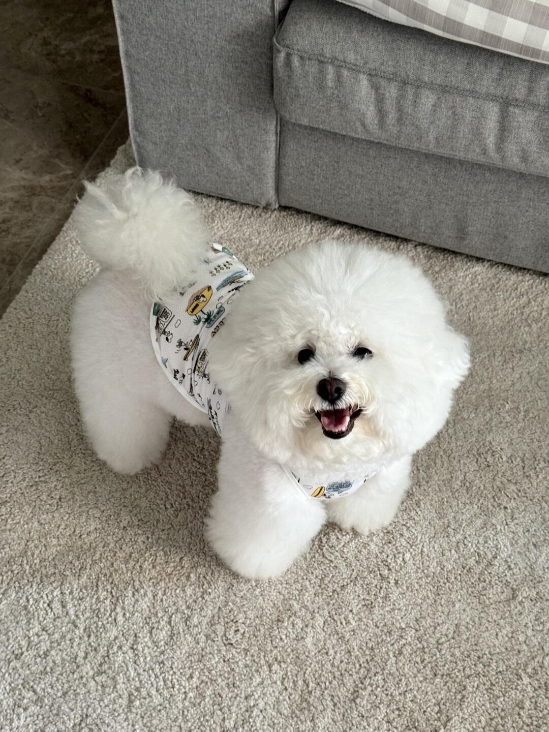 今日份乖巧小狗🐶