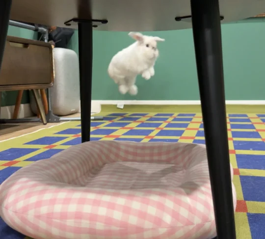 不要在地面上找兔子