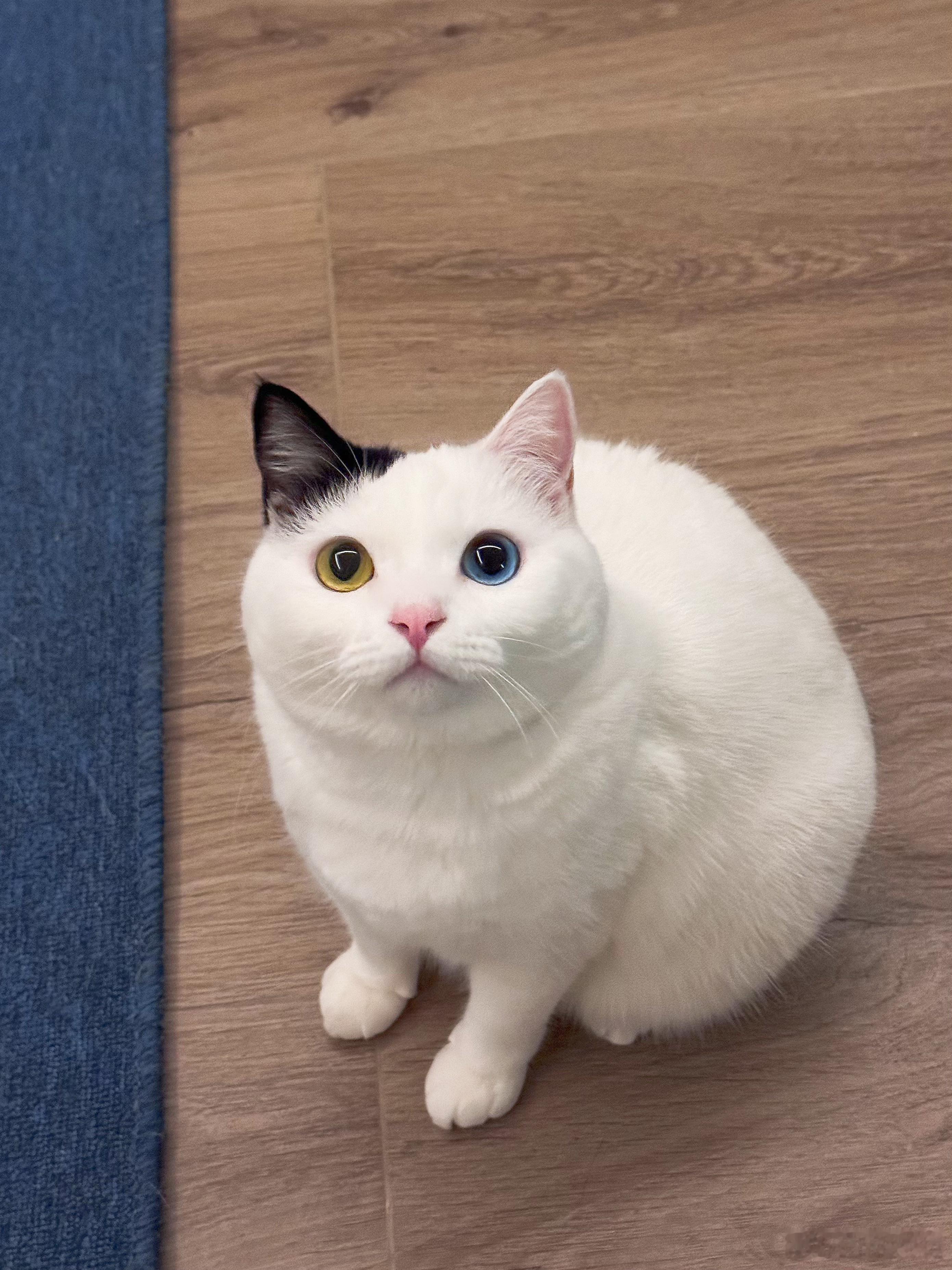 女娲毕设小猫黑白耳朵 鸳鸯佩眼睛 打屁股小尾巴❛‿˂̵✧  