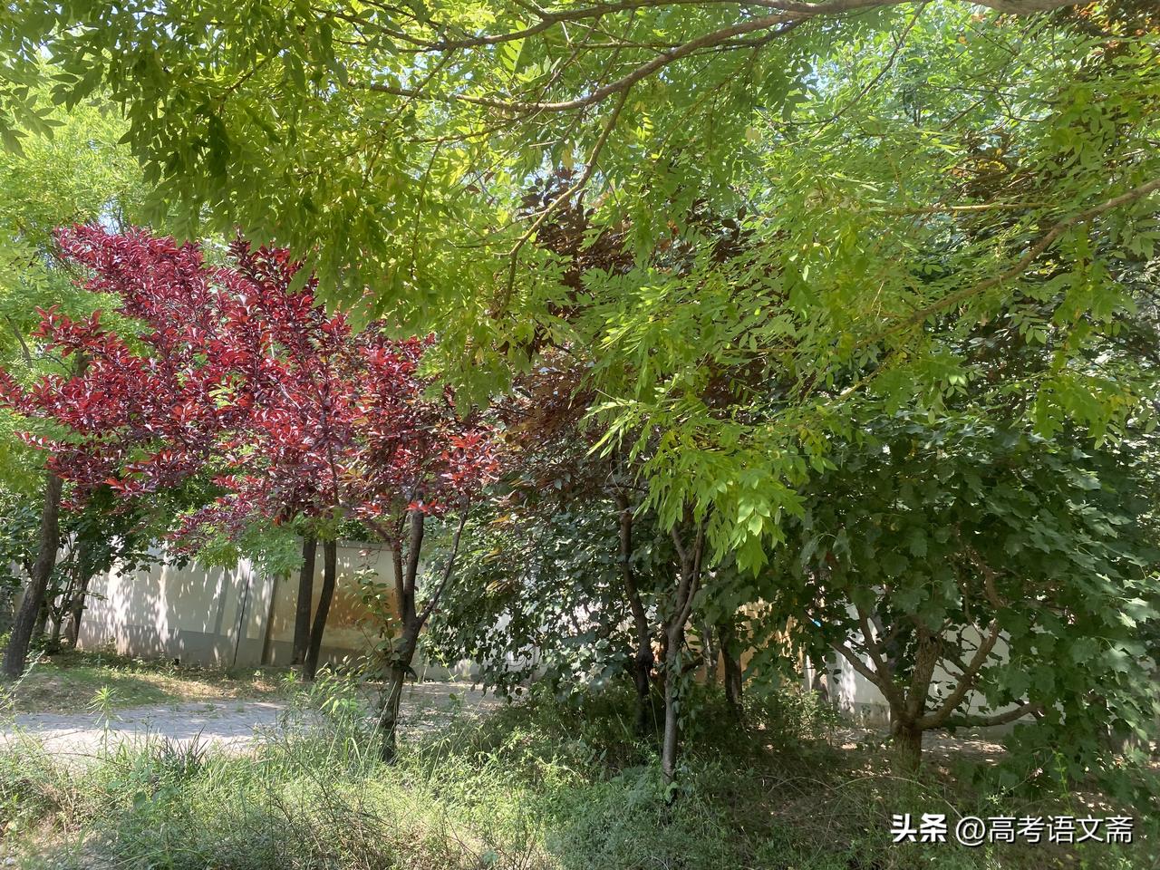 真心话茶局阳光洒在绿意盎然的树叶上，仿佛置身于大自然的怀抱。🌿🌞