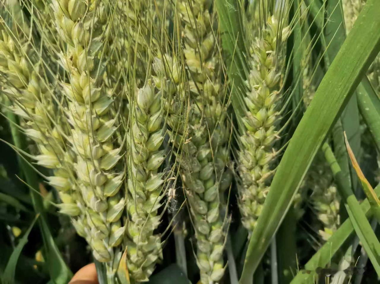 种什么小麦品种产量高黄淮麦区是我国最大的冬小麦种植区，也是产量最高的地区，今天给