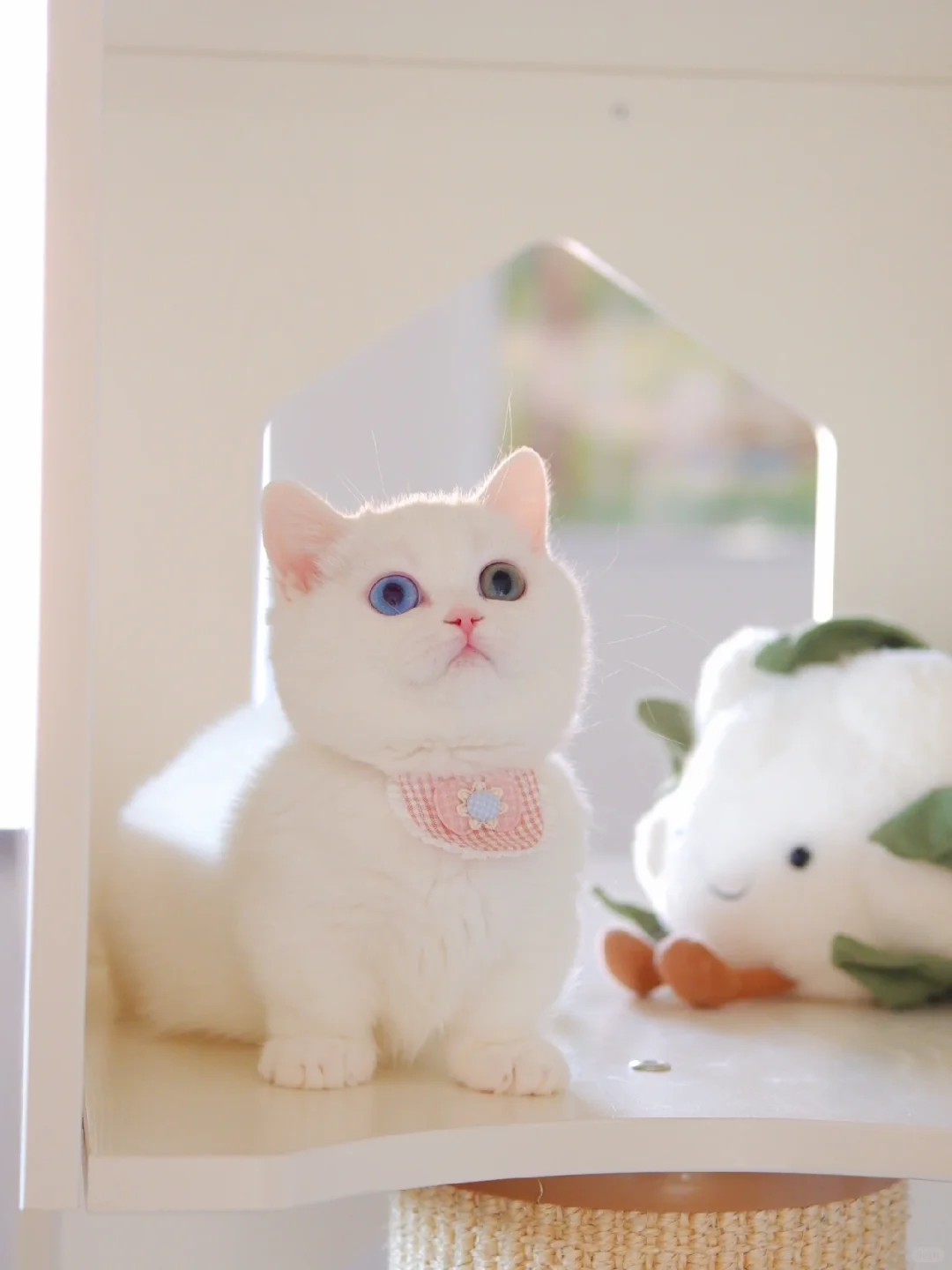 异瞳白馒头妹妹 鸳鸯眼纯白曼基康矮脚猫