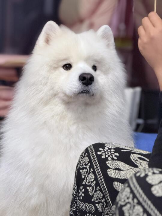 🐶：就这么盯着，好吃的会掉下来的吧！