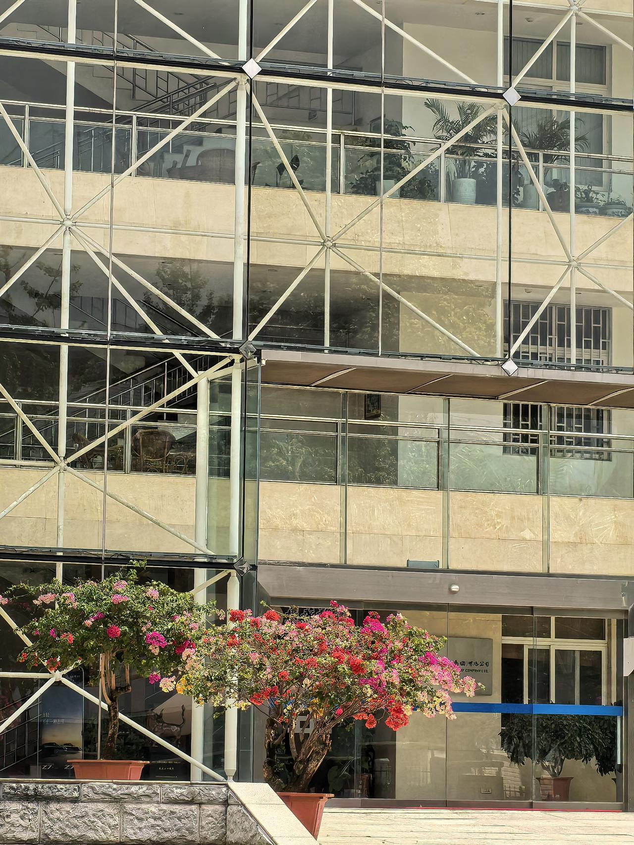 这个三角梅怎么回事呢，太奇怪了，一根丫技一种颜色，一棵三角梅开了好几种颜色的花?