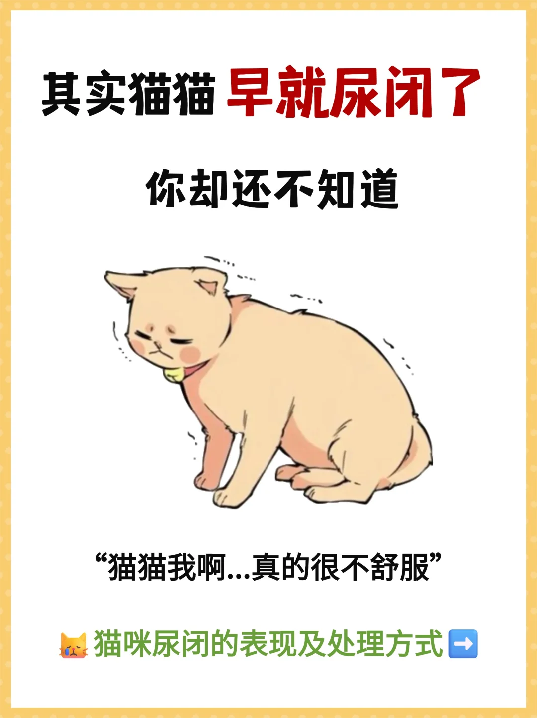 警惕：猫咪尿闭❗️紧急处理方法和自查指南