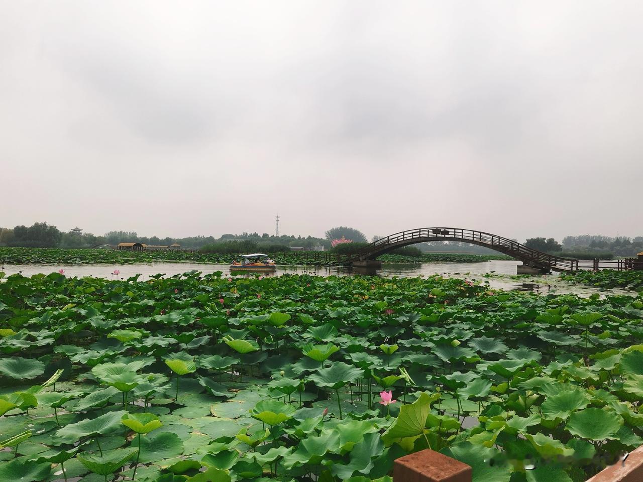 白洋淀景区的荷花绽放，雍容华贵，赢得了旅客喜爱。这主要是因为以下原因：一是面积大