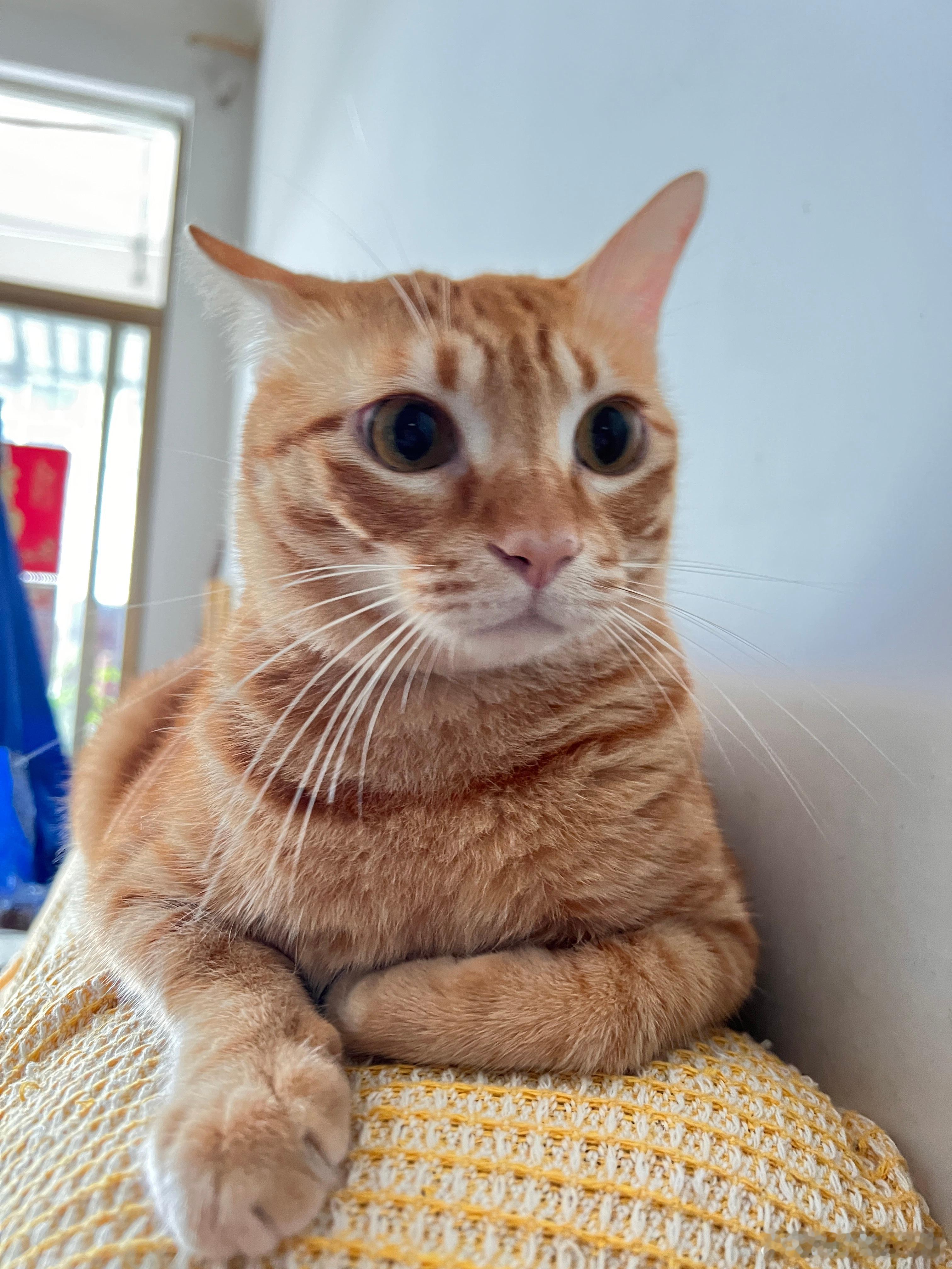🐱：泥嚎，我在打报告 ​​​