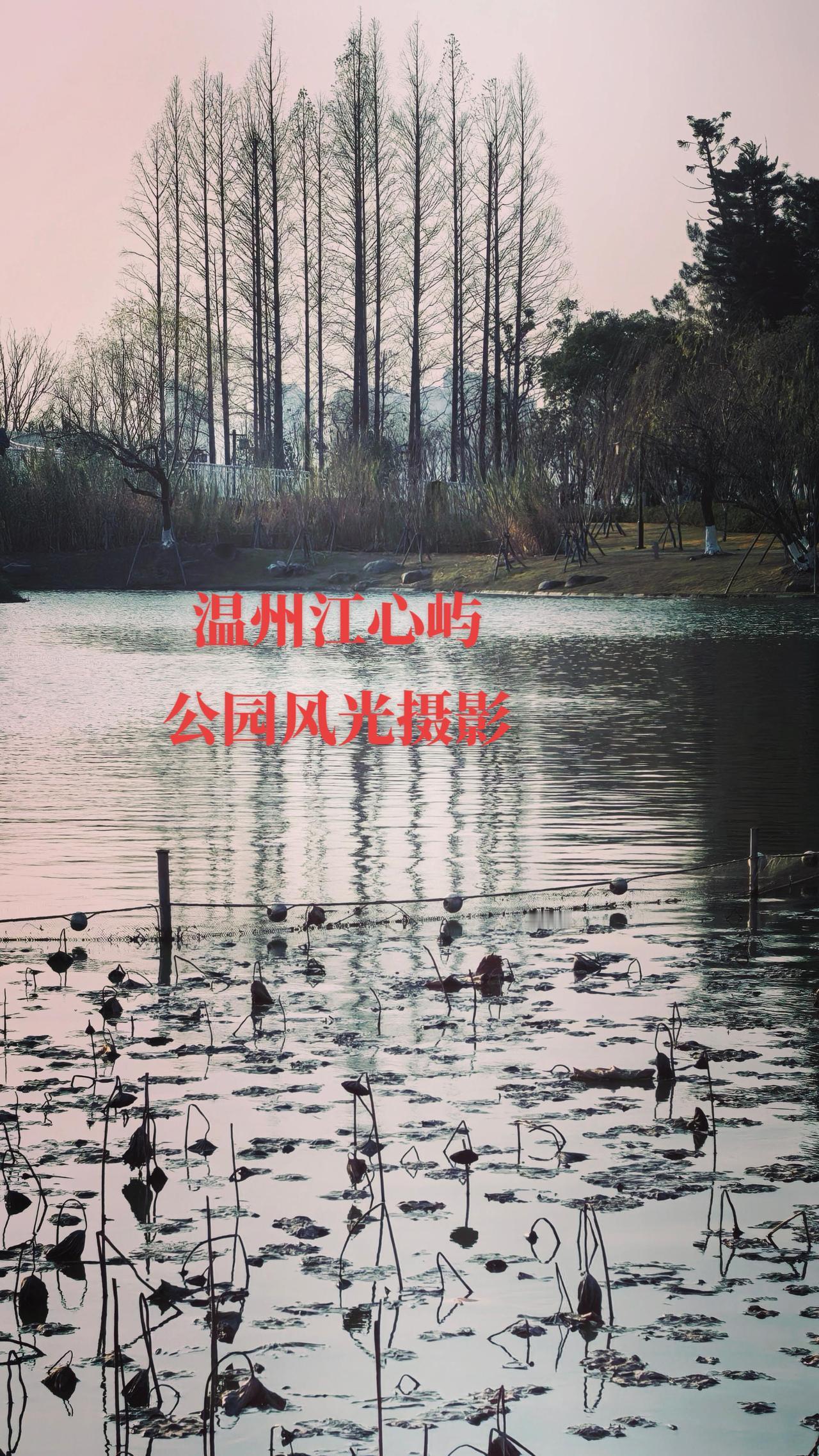 温州江心屿东区公园风光无限光影艺术摄影孤芳自赏