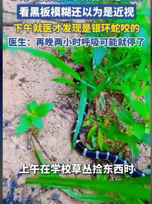 太惊险！广州，一男孩早上被蛇咬了一口，竟然没当回事，淡定跑去上课，上课时觉得看黑
