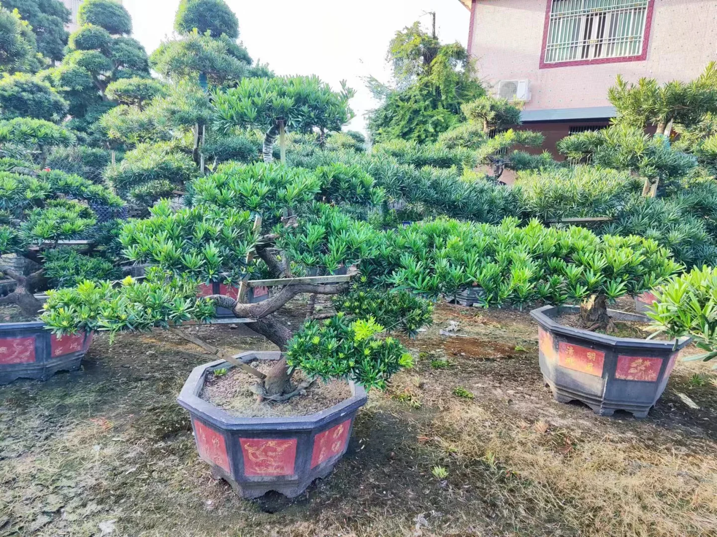 台湾罗汉松造型