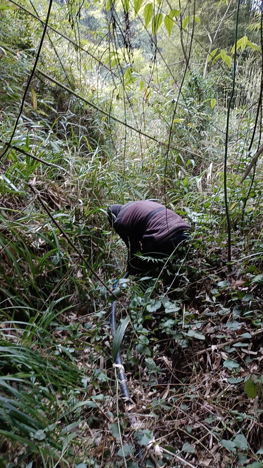 去年安的水管，被荒草荆棘盖得严严实实。
5个人累得够呛，花了一上午才拉出来，每个