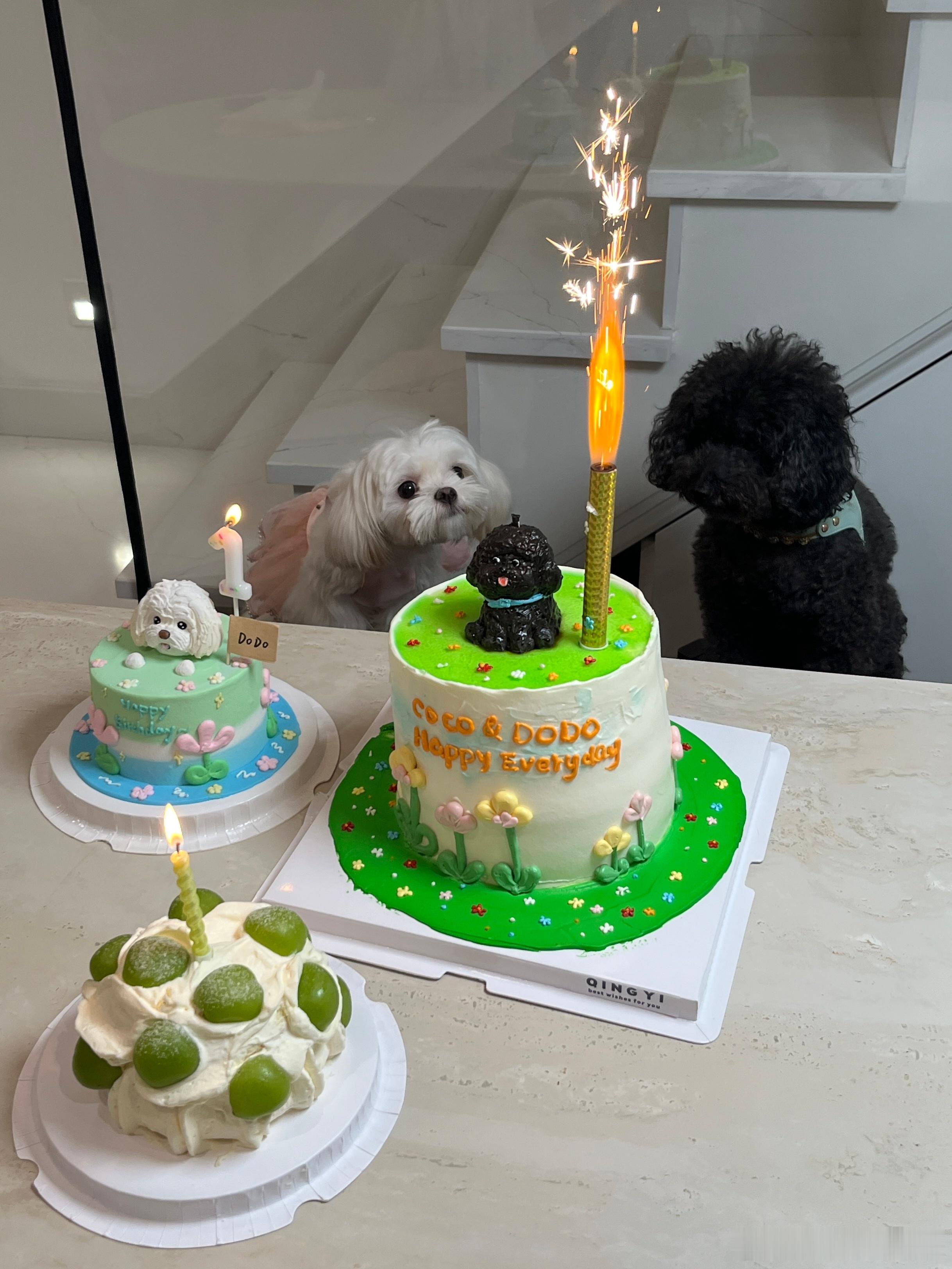 Happy dodo's day🖤🥰​​​