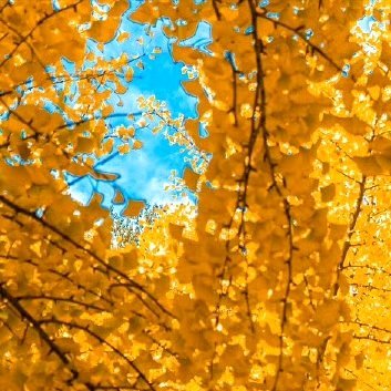 感恩是一种善行，我们要感恩一切善待自己的人，感恩世间万物，并且要知恩图报，感恩是