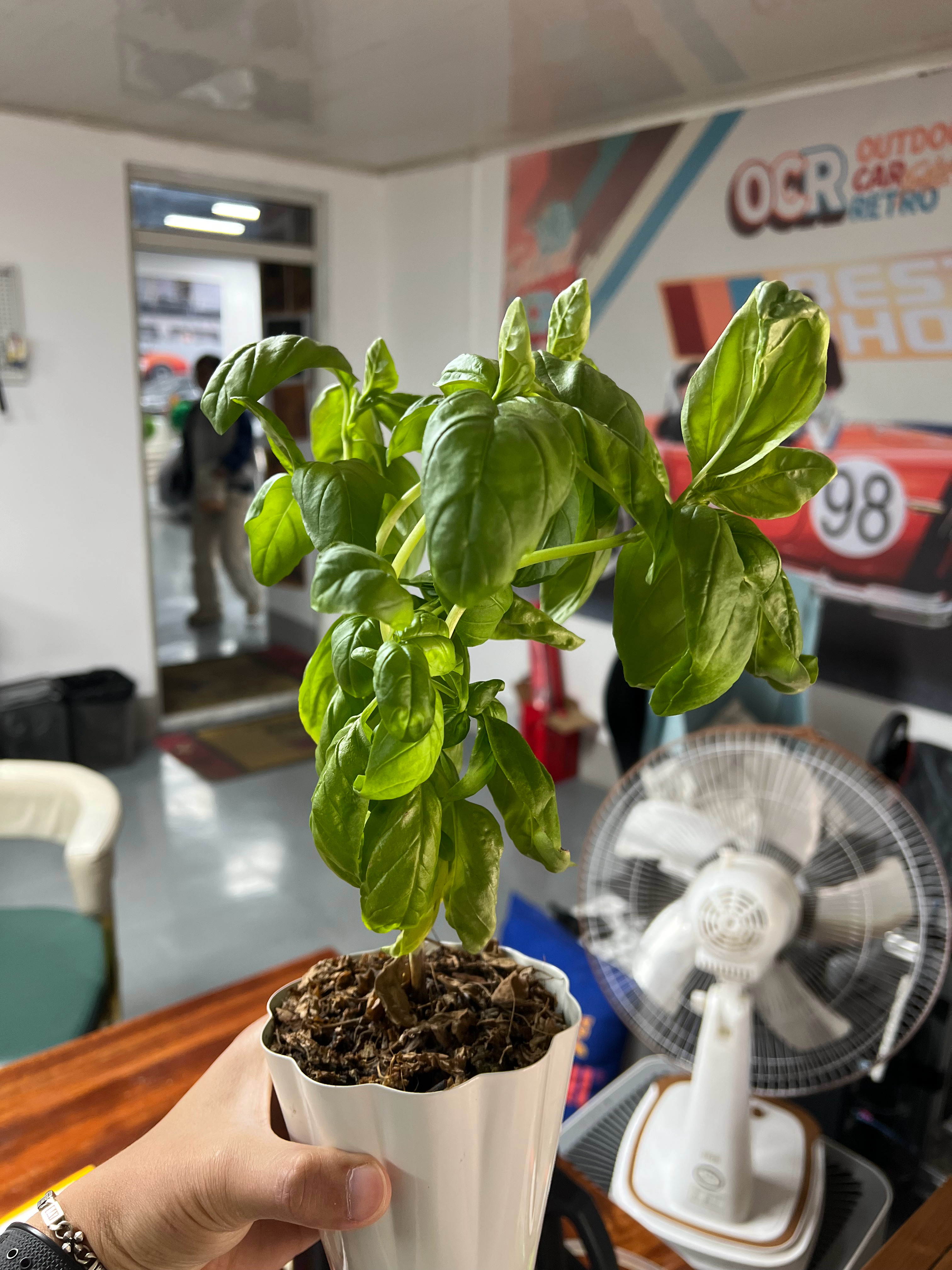 植物的趋光性隔几天就得给他调换一下方向，要不然就长偏了 天津·中国天津自由贸易试