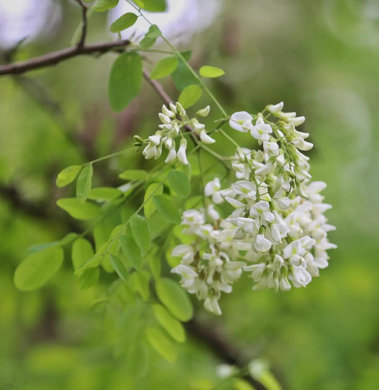 人间最美四月天，满树清白满院香。这种植物你认识吗 创作者中心
