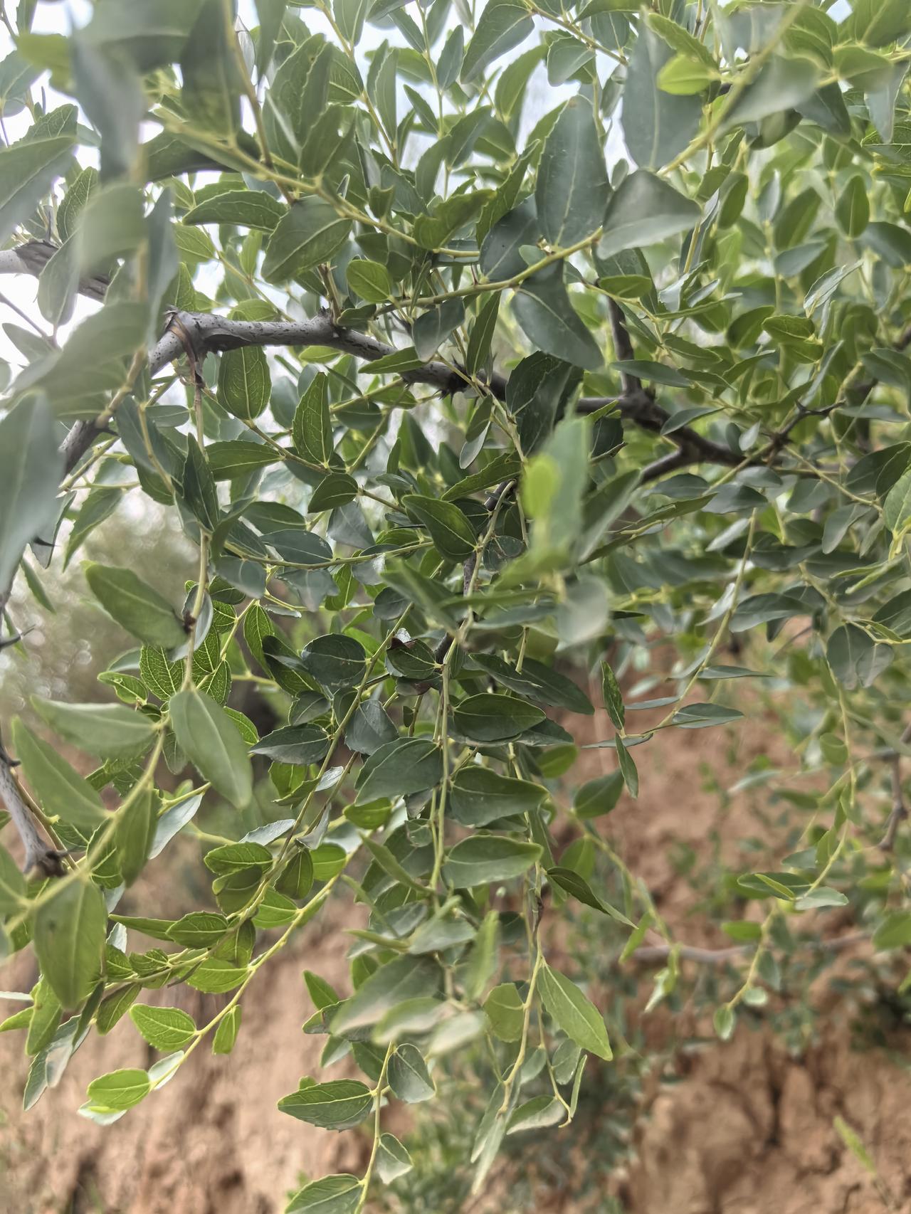 这棵树的叶子可真绿呀！
这是一棵长在崖畔的寻常小树，问了好些路人，都不清楚这是什