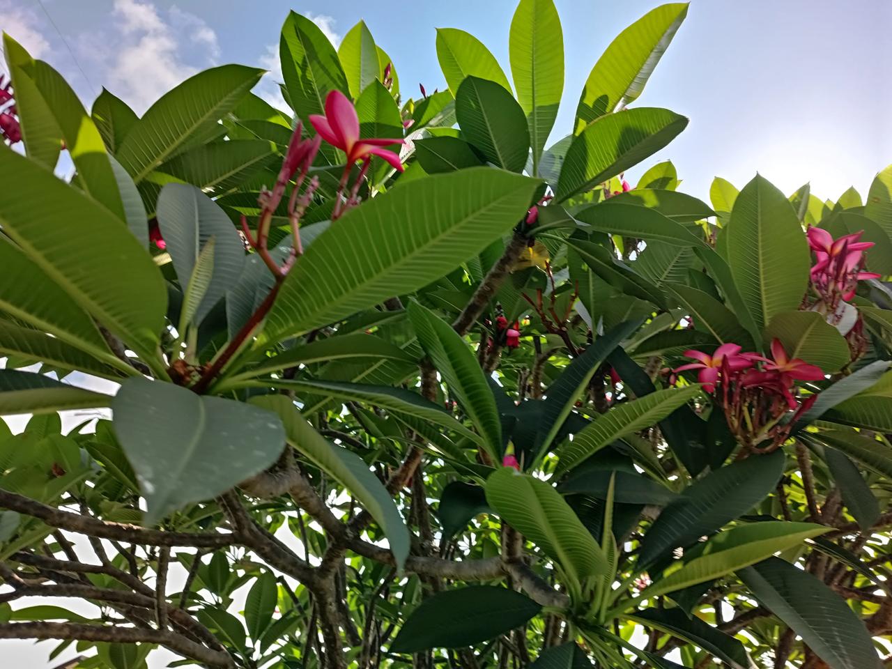 鸡蛋花🌸
叶子绿绿
花🌸色艳丽
花朵🌺优美
花姿柔雅
姹紫嫣红
娇艳欲滴