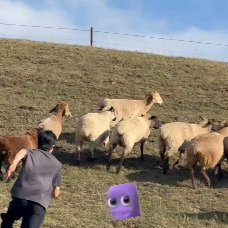 牧羊犬再生 ​​​