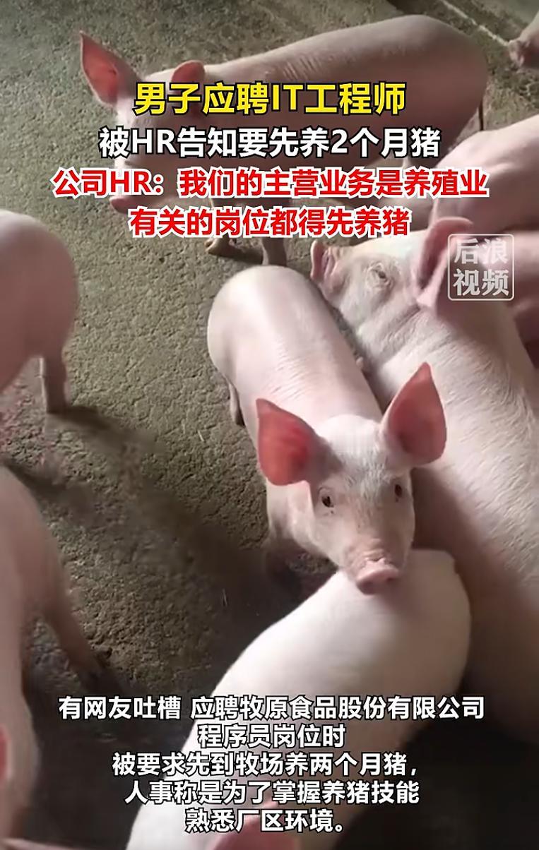 “太离谱了！”河南， 一公司招聘时竟要求应聘程序员的男子先到牧场养两个月的猪，男