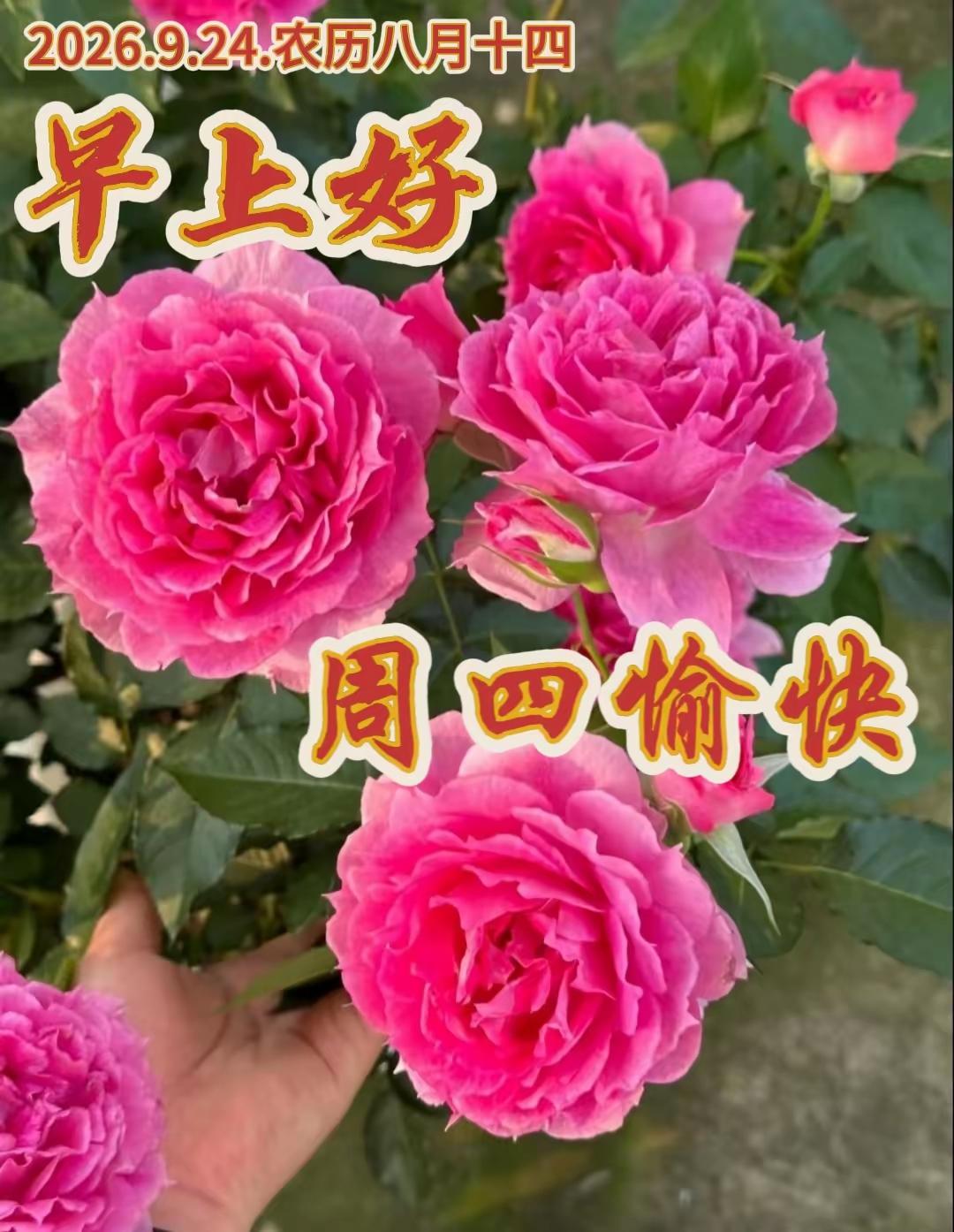 周四早安🌞
新的一天，愿我们卸下疲惫，心怀暖阳。
不必焦虑，慢慢来，平凡的日子
