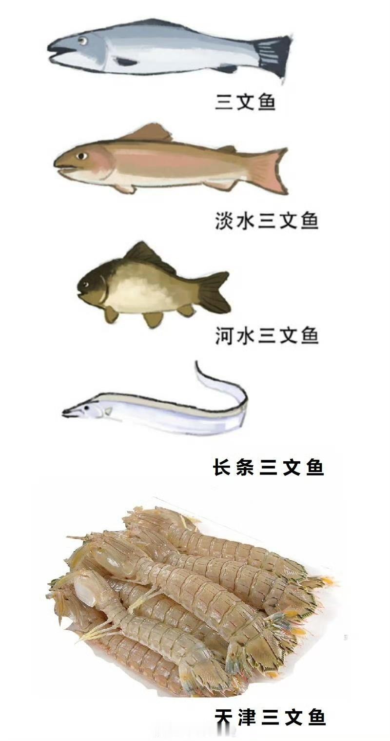 给大家看看天津产的三文鱼。