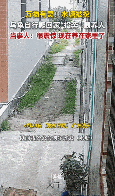 万万没有想到，广东汕头，一女子发视频分享，她家公公平时常常去附近一水塘投喂一只乌