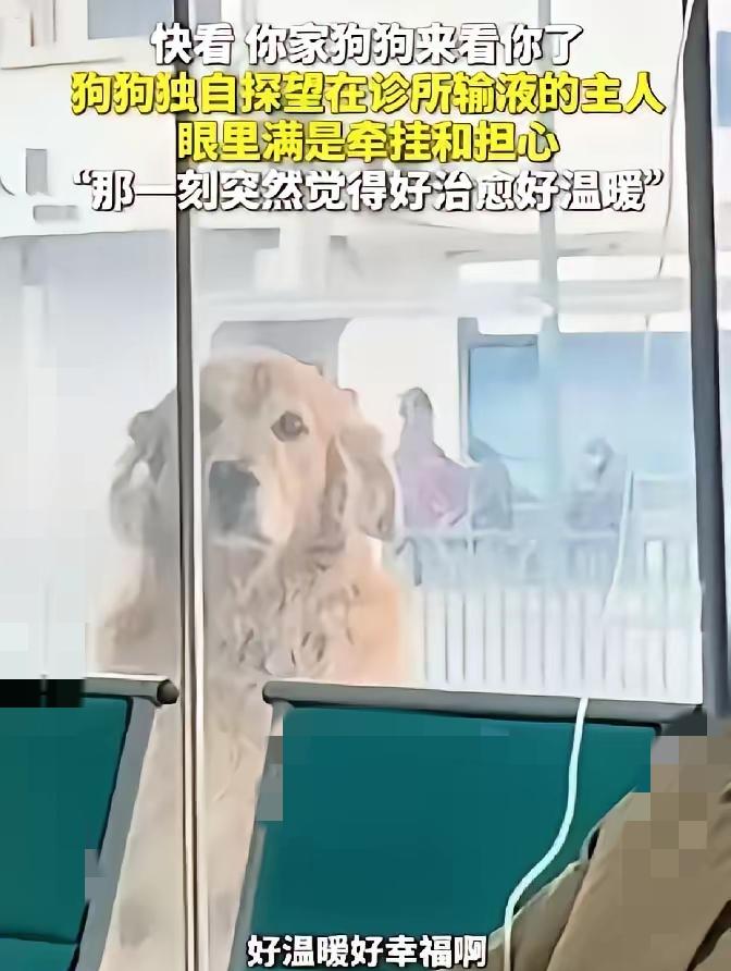 刷到这只金毛，我直接破防了，这哪是狗，分明是把主人刻进骨子里的家人。
 
   