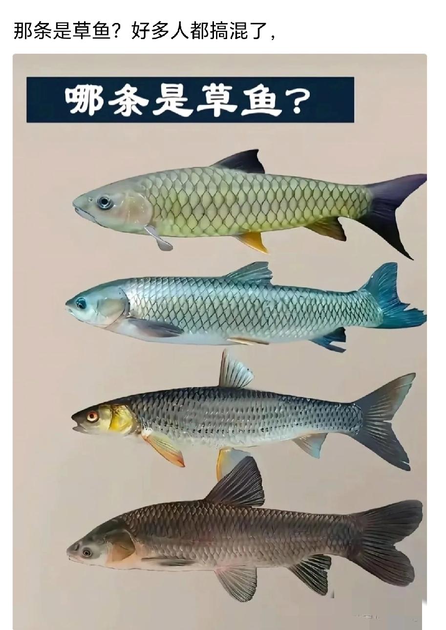你分得清哪条才是真正的草鱼吗？