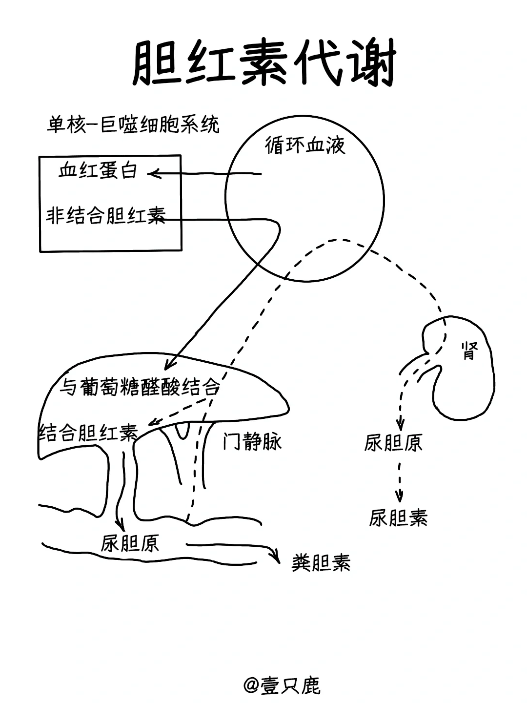 医学生笔记📝｜胆红素代谢图