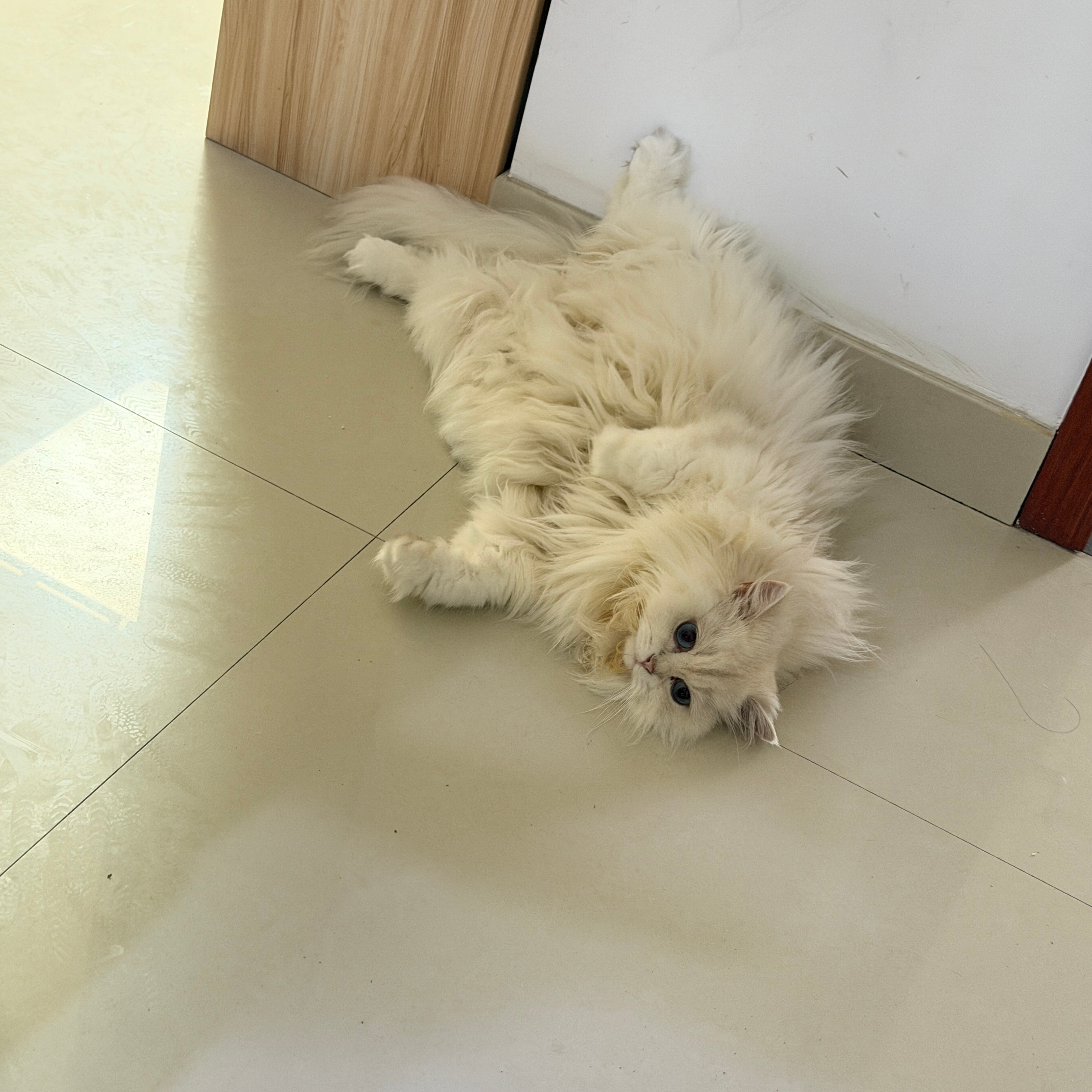 姐姐心情好，泡芙两天没理我了
