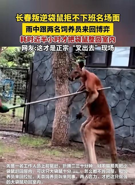 下班时间到了，动物园的一位饲养员手持防爆叉，准备驱赶袋鼠回笼。然而，有一只体型硕