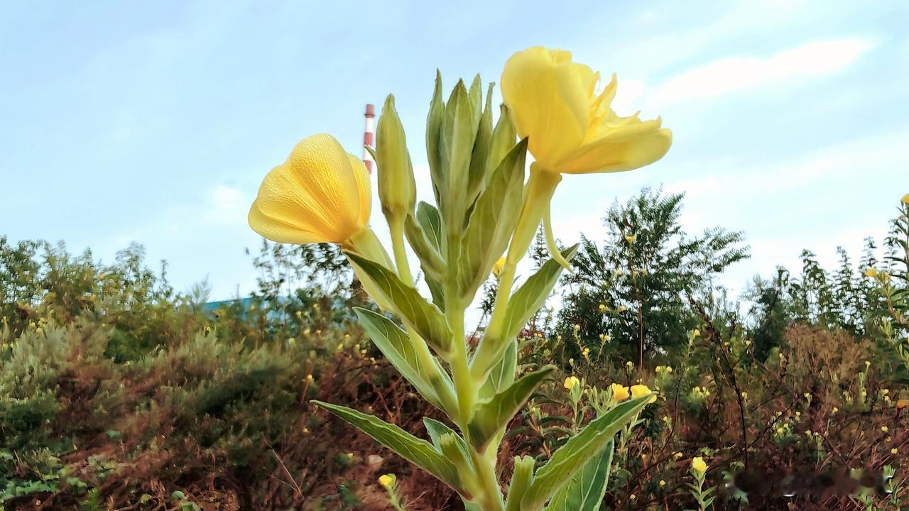 《清晨月见草》
晓风拂面露华开，
金盏摇光映碧苔。
不待婵娟分夜色，
偏随旭日上