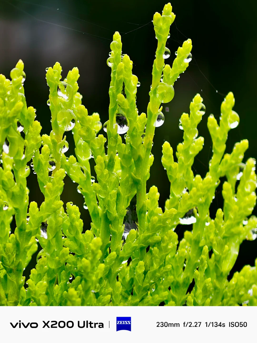 手机摄影太强了！这样拍我的微距出片率up！