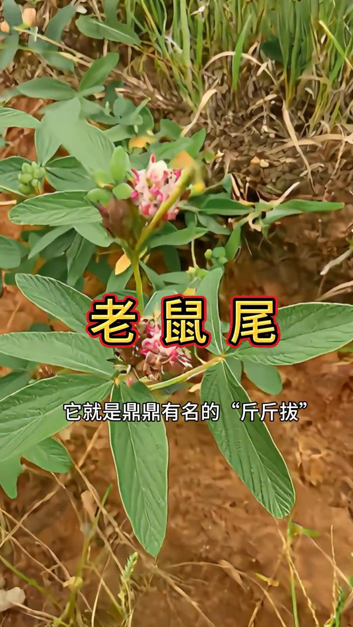 老鼠尾。
注意看，山上遇到这种植物，它就是鼎鼎有名的