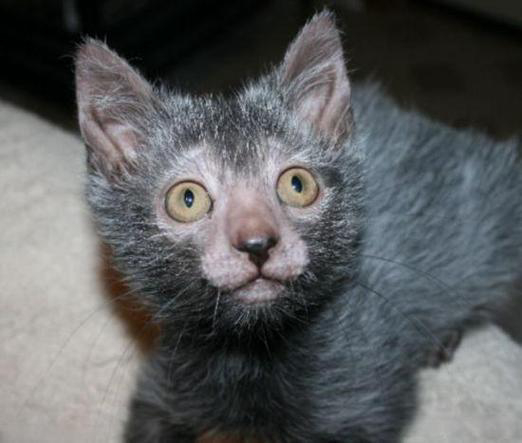 厚朴最喜欢的猫塑来了 